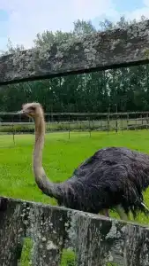 Львиный страус - 0