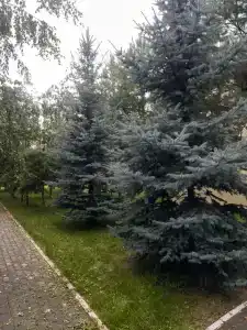 Старая провинция - 41