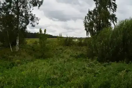 Лес среди болот - 16