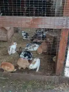 Чардым-Дубрава - 60