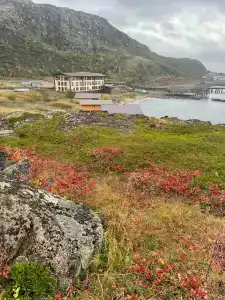 Cedar Grass Териберка - 92