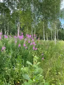 Икс-Лес - 27