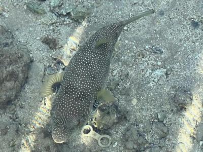 Stella Beach Resort & Spa, Makadi Bay - 75