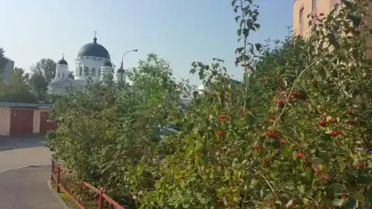 Матрешки - 22