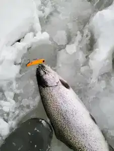 Ихтиолог - 81