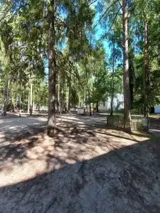 Сосновый бор - 3