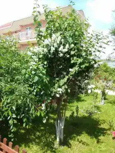 Янис - 44