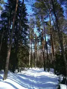Усадьба - 15