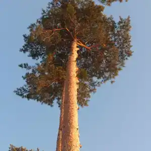 Дедова Дача - 53