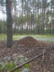 Весьегонский остров - 7