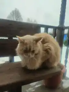 Четыре сезона - 56