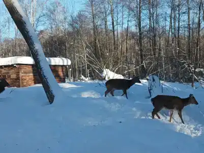 Дикое подворье - 19