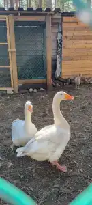 Северное сияние - 95