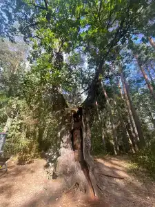 Беловежская пуща. №2 - 82