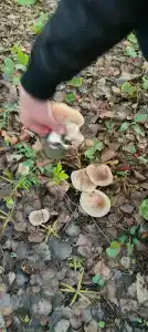 Дом для отпуска в ПК Лесная Сказка - 41