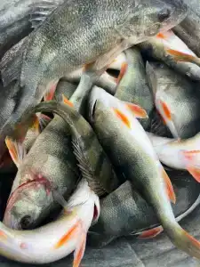 Fat Fish - 44