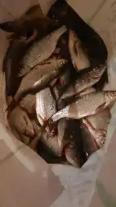 Веселый Роджер - 72