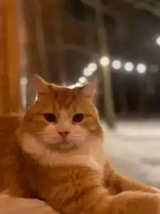 Лесной Привал - 43