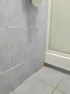 Тюльпан - 23