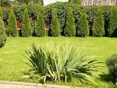 Метелица - 98