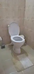 Тюльпан - 42