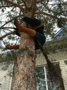 Хорт - 40