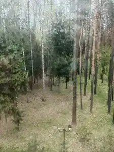 Пайнвуд - 7