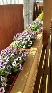 Белый Лотос - 74