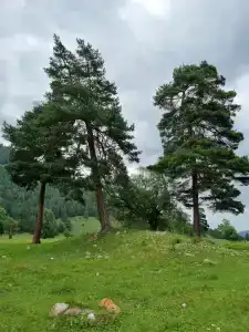 Эдельвейс - 6