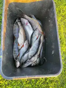 Челмужская усадьба - 98