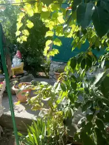 У Галины - 49