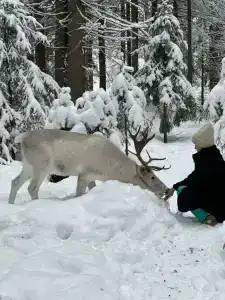 Северный олень - 10