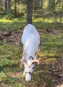 Северный олень - 8