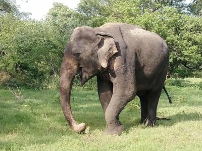 The Nature Park Villa - 4