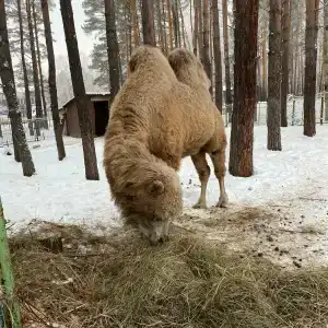 Ашмарино - 2