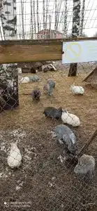 База отдыха Некрасовские Дачи - 13