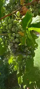 Семирамида - 68