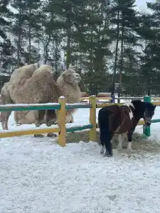 Спальный корпус Коверши - 38