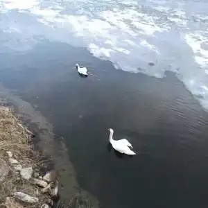 Лесное озеро - 78