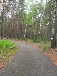 Хвойный - 38