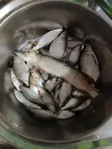 Соколино - 57