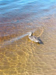 Длинный берег - 74