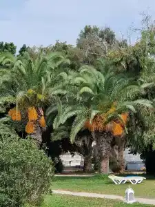 Hôtel Sol Azur Beach - 29