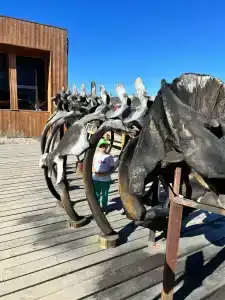 Cedar Grass Териберка - 36