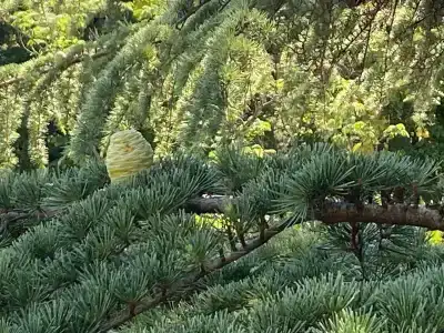 Санаторий Аврора - 50