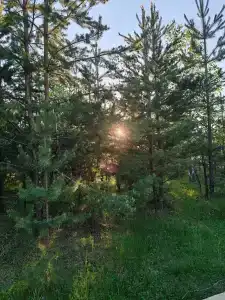 В гостях у леса - 1