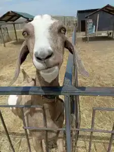 Страусиная ферма Экзотик - 9