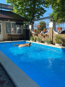 Ростовчанка - 13