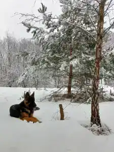 Хвойный парк - 21