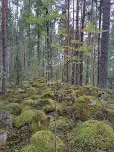 Мыс Черемуховый - 4